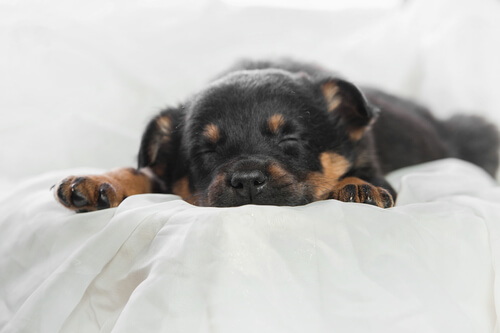 un chiot rottweiler endormi