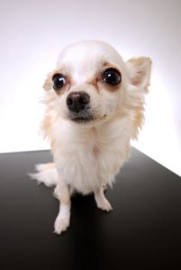 Comment enlever les tâches de larmes autour des yeux du chien ?