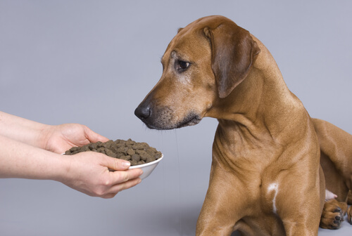 un chien regarde la gamelle de croquettes que son maître tiens sous ses yeux