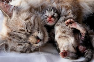 Comment séparer des chatons de leur mère ?