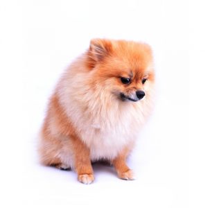 Conseils à suivre pour les chiens atteints d’anxiété