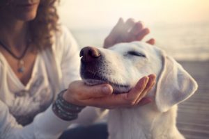 Dorloter votre chien pourrait le rendre agressif