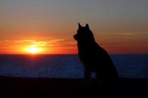 Faire le deuil d'un animal domestique: est-ce la même chose que pour une personne?