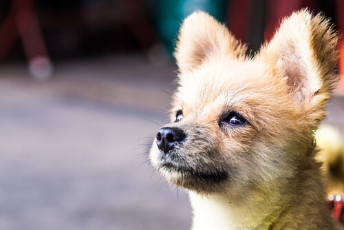 chien qui regarde en hauteur