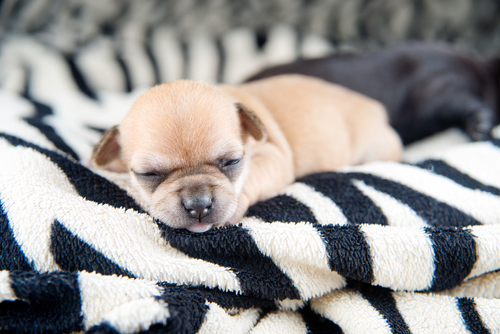 un chiot minuscule dort sur une couverture