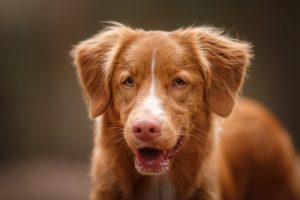 Pourquoi ne faut-il pas punir son chien lorsqu'il aboie ?