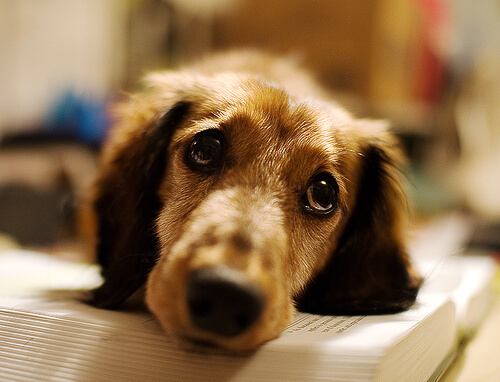 un chien triste allongé