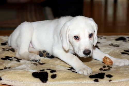 chiot blanc installé sur un tapis