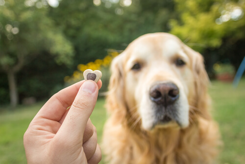 Une main tiens une friandises en premier plan avec un Golden retriever assis qui regarde