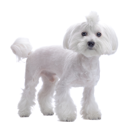 un bichon maltais tondu