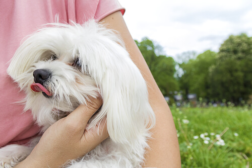 un bichon maltais caressé par une femme