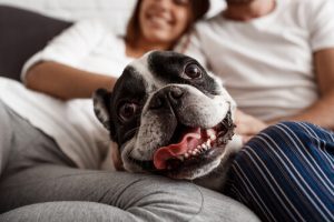 Traiter les chiens comme des êtres humains est une forme de maltraitance