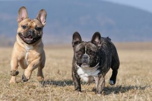 Tout savoir sur le bulldog français