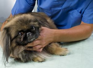 5 conseils pour réduire les risques de cancer chez les chiens ?