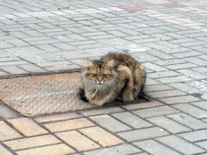 Un chat abandonné attend ses maitres pendant un an