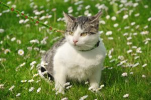 Les signaux qui montrent que votre chat est en réalité un chien