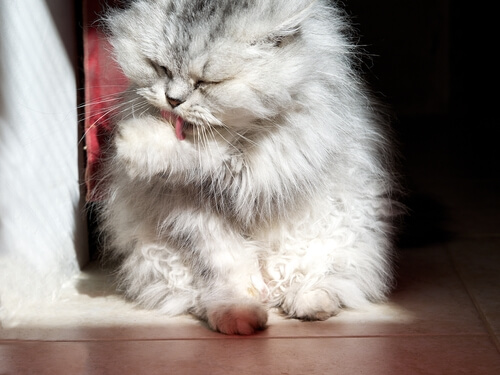 chat abandonné qui fait sa toilette