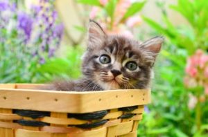 Quelques conseils avant d'adopter un chat