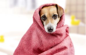 Préparez votre chien pour le bain : comment lui enlever sa peur et ce dont vous avez besoin