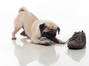 5 conseils pour que votre chien ne détruise rien chez vous