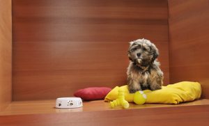 Il est interdit d'exposer les chiens en vitrines