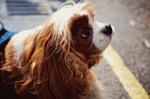 Parler à votre chien vous rend plus intelligent