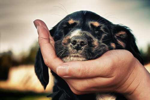 chien qui pose sa tête dans la main de son maitre