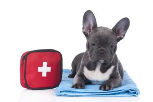 L'empoisonnement des chiens