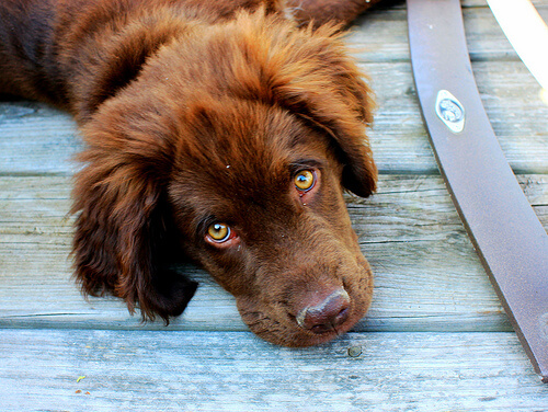 chien au regard triste