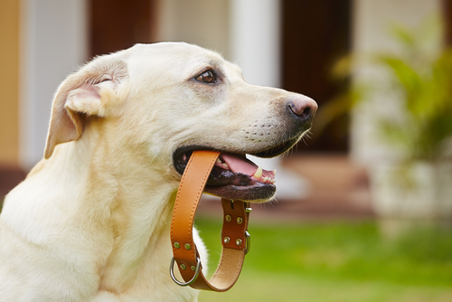chien avec un collier dans la gueule