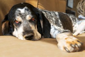 Comment savoir si votre chien a de la fièvre