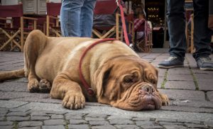 Les chiens et la notion du temps