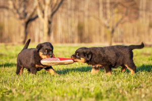 Conseils pour éviter la destruction à coups de crocs