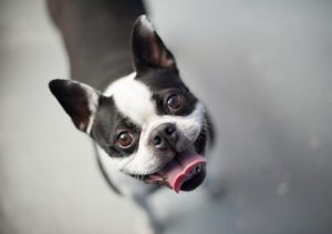 A quoi pense votre chien quand il vous regarde ?