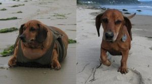 Obie, le chien qui nous apprend que vouloir, c’est pouvoir