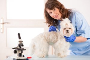 Transfusions sanguines chez les animaux de compagnie