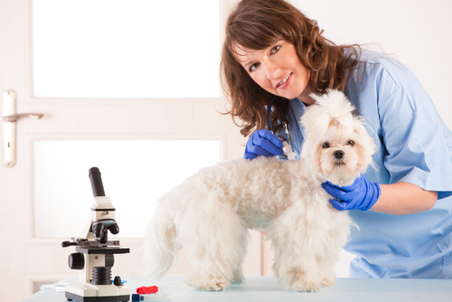 Transfusions sanguines chez les animaux de compagnie Transfusions sanguines chez les animaux de compagnie