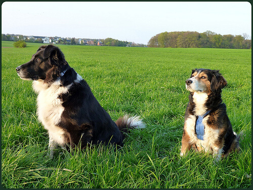 Deux chiens assis dans l'herbe