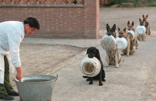 https://mesanimaux.com/wp-content/uploads/2017/11/chiens-font-la-queue.jpeg