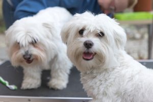 Prendre soin de son chien : trois conseils essentiels