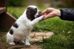 A quoi ressemble le septième mois d'un chiot ?