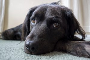 6 choses que vous pensez que votre chien aime
