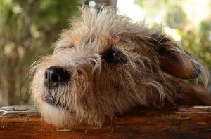 Les chiens ressentent-ils de la culpabilité ?