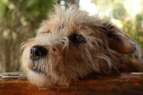 Les chiens ressentent-ils de la culpabilité ?
