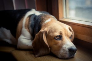 Comment un chien exprime la douleur