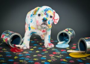 6 raisons d'éduquer votre chien correctement