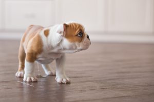 Conseils pour éviter que votre chien n'urine chez vous