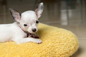 Comment faire baisser la fièvre de votre chien