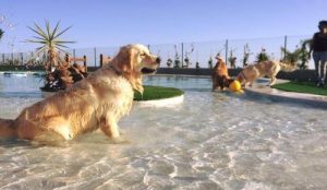A Téneriffe s'ouvre l'hôtel le plus luxueux pour chiens et chats