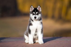 Comment utiliser le vinaigre de cidre avec nos animaux de compagnie